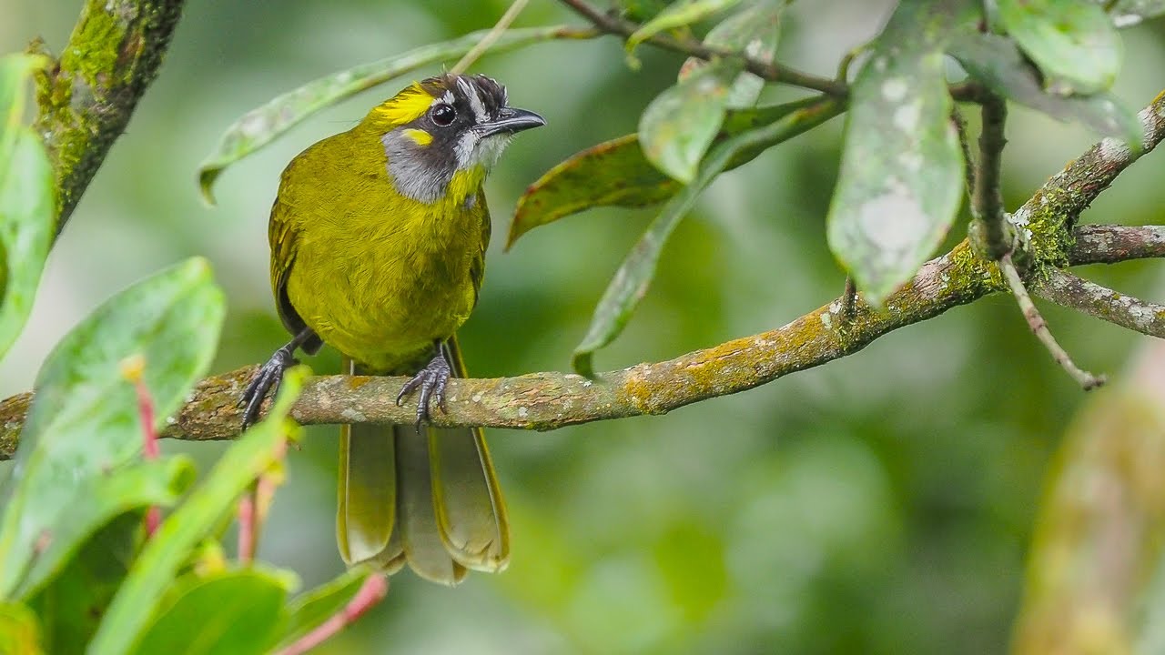 Birding Sri Lanka 2024 Part 3 Udawatta Kele Sanctuary-Victoria Park -Horton Plains National Park