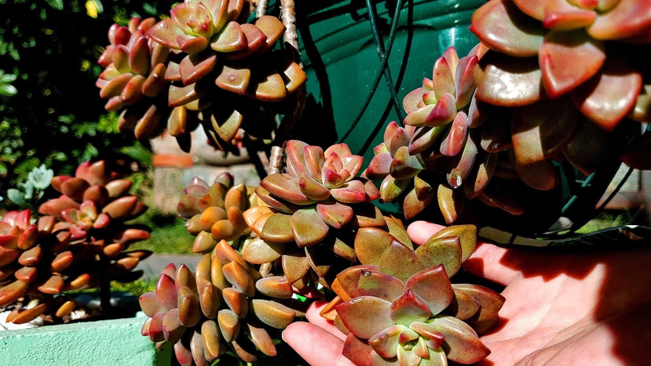 GRAPTOSEDUM BRONZE