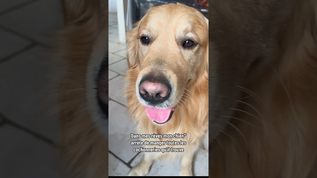 MON CHIEN MANGE N&rsquo;IMPORTE QUOI 😭 #goldenretriever #chien #golden #shorts #dog #shorts