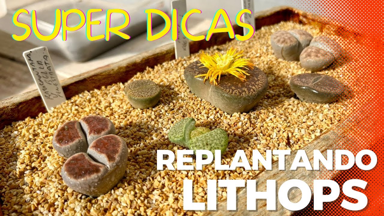 REPLANTANDO MINHAS MATRIZES  DE LITHOPS