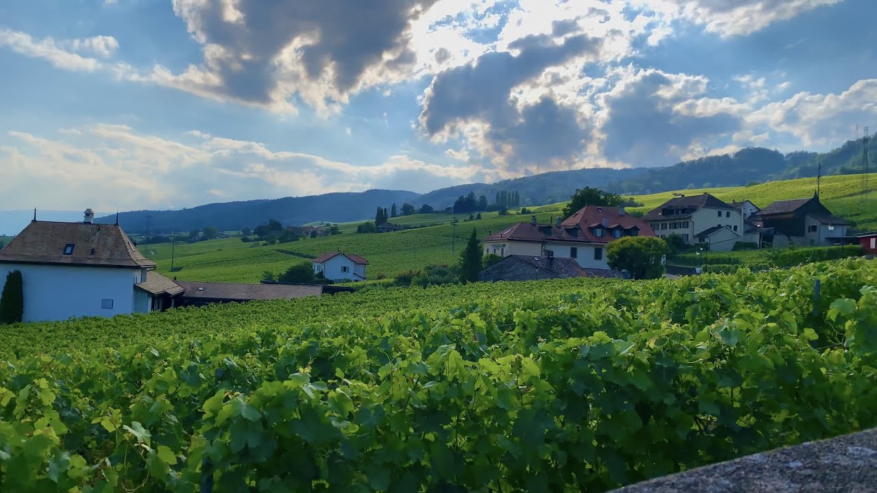 marvelous vineyards in Mont-sur-Rolle,Switzerland | كروم العنب الرائعة في بلدة مونت سور رول، سويسرا