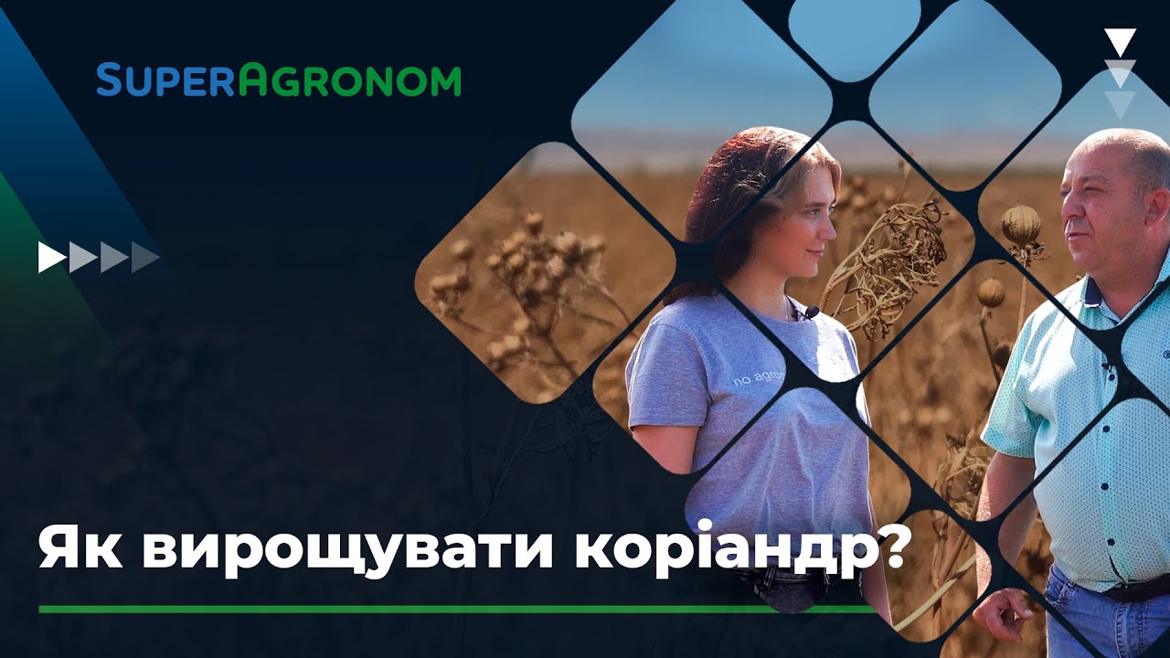 Технологія вирощування коріандру: особливості та перспектива / СуперАгроном
