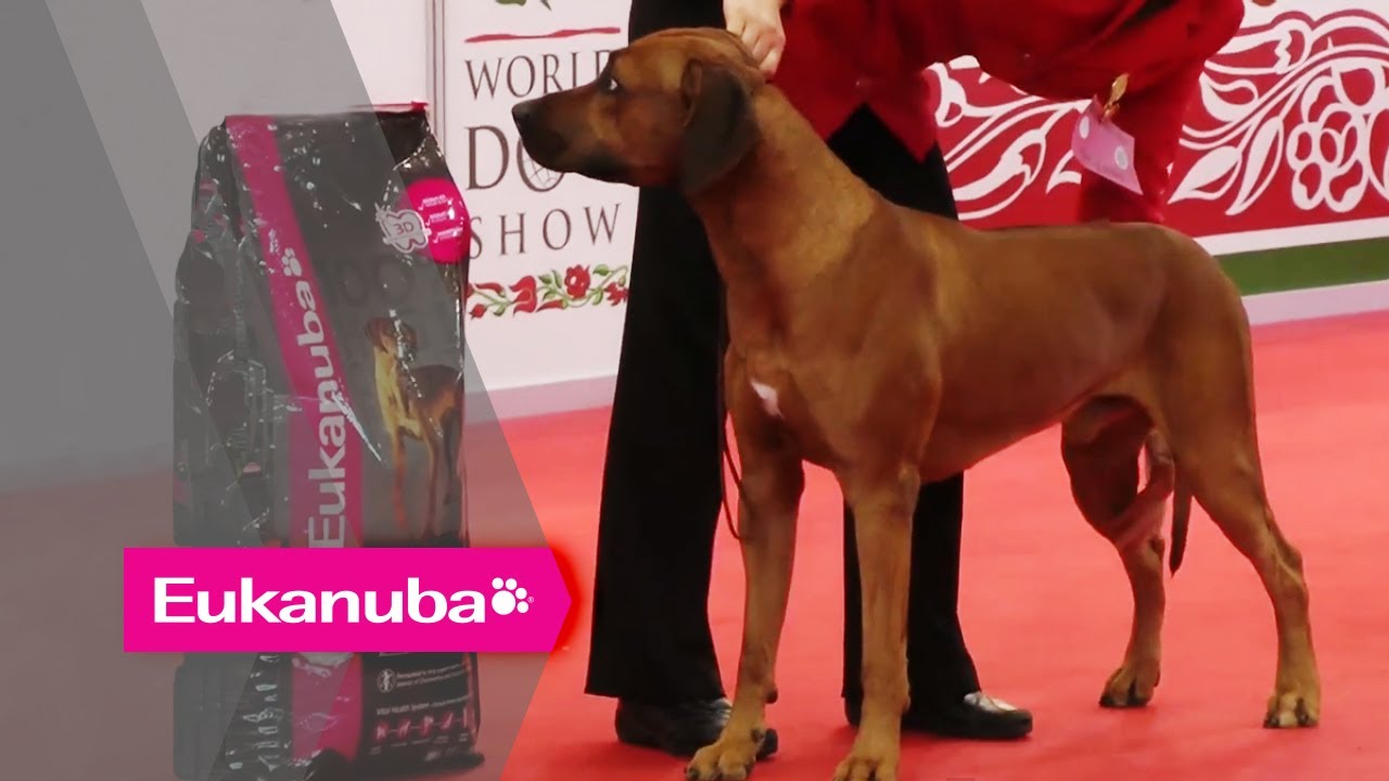 World Dog Show 2013 - Group VI Judging