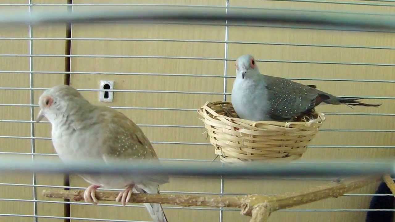 Proud and Precious answered another doves 