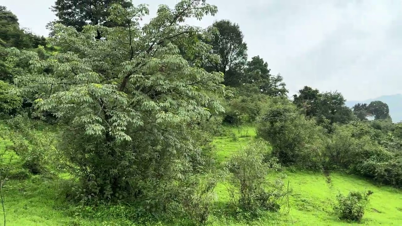 Kondeshwar Temple  - On the way - Jambhavali Maharashtra Video 1 9th Aug 2025