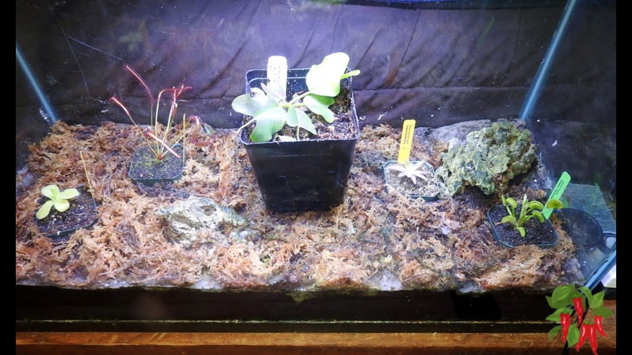 How To Build a Carnivorous Plant Terrarium: Step-By-Step Guide