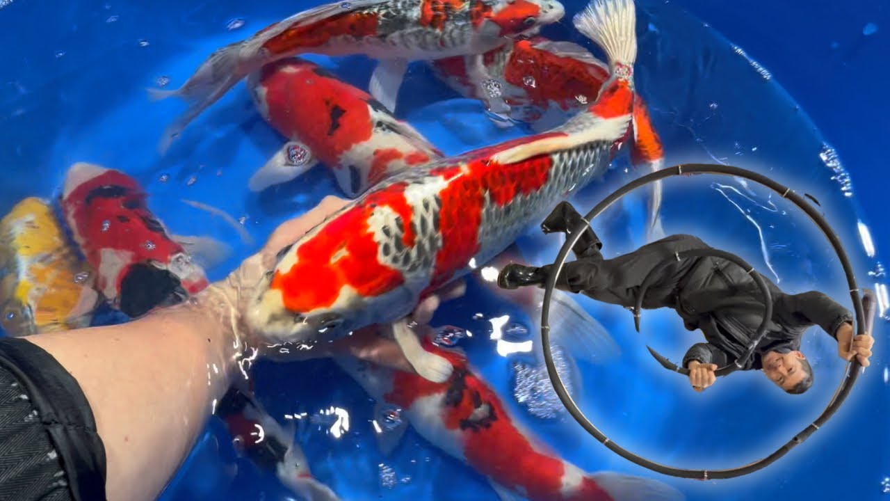 錦鯉とエアーを販売！塩田養鯉場 #koi #アクアリウム 
