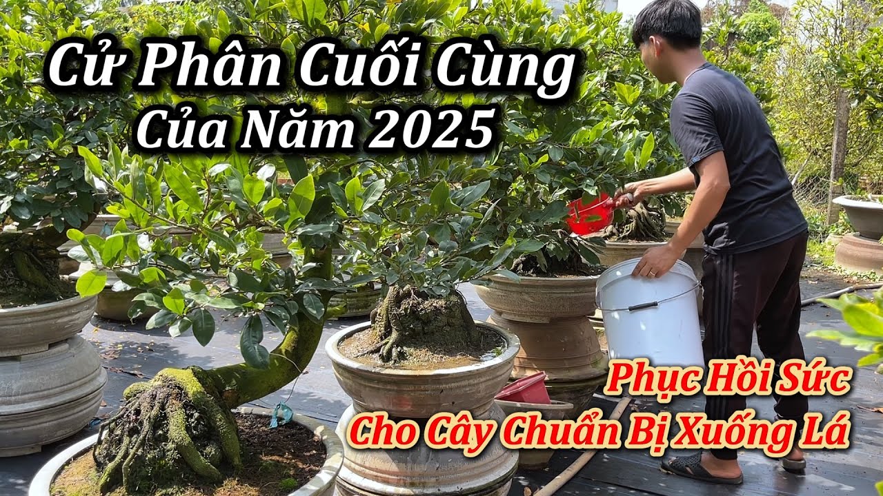 Cử Phân Cuối Cùng Của Năm 2025 - Chăm Sóc Nụ Mai - Mai Vàng Duy Hiếu