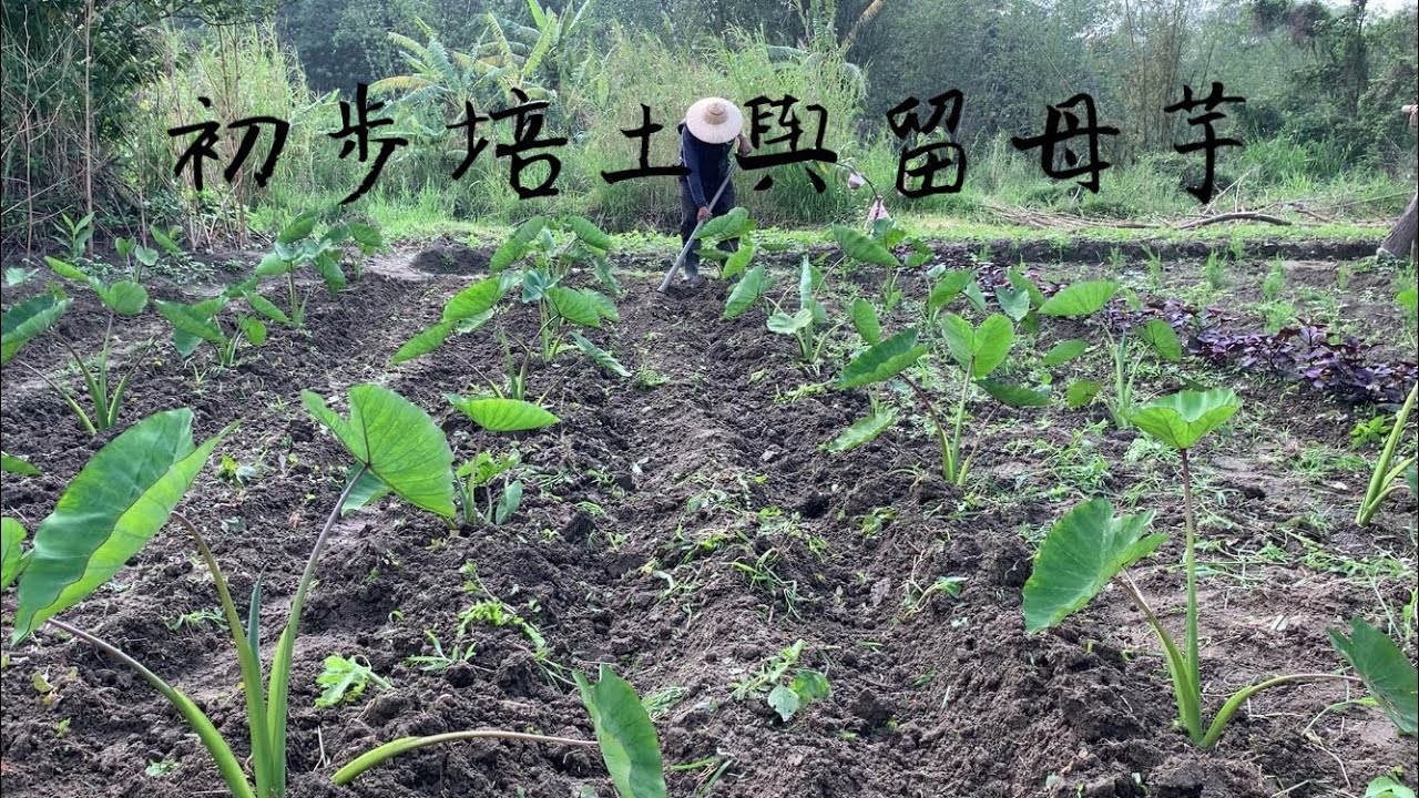 種檳榔心芋頭 | 初步培土與留母芋