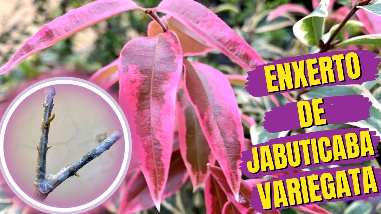 COMO FAZER ENXERTO/ENXERTIA DE JABUTICABEIRA/JABUTICABA !!! A INCRÍVEL JABUTICABEIRA VARIEGATA !!!