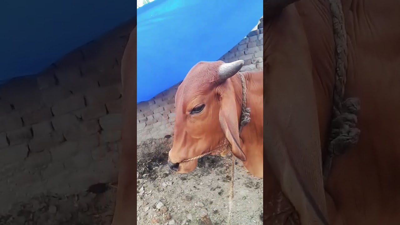 rupva tor niharu a dhaniya chand lagelu 