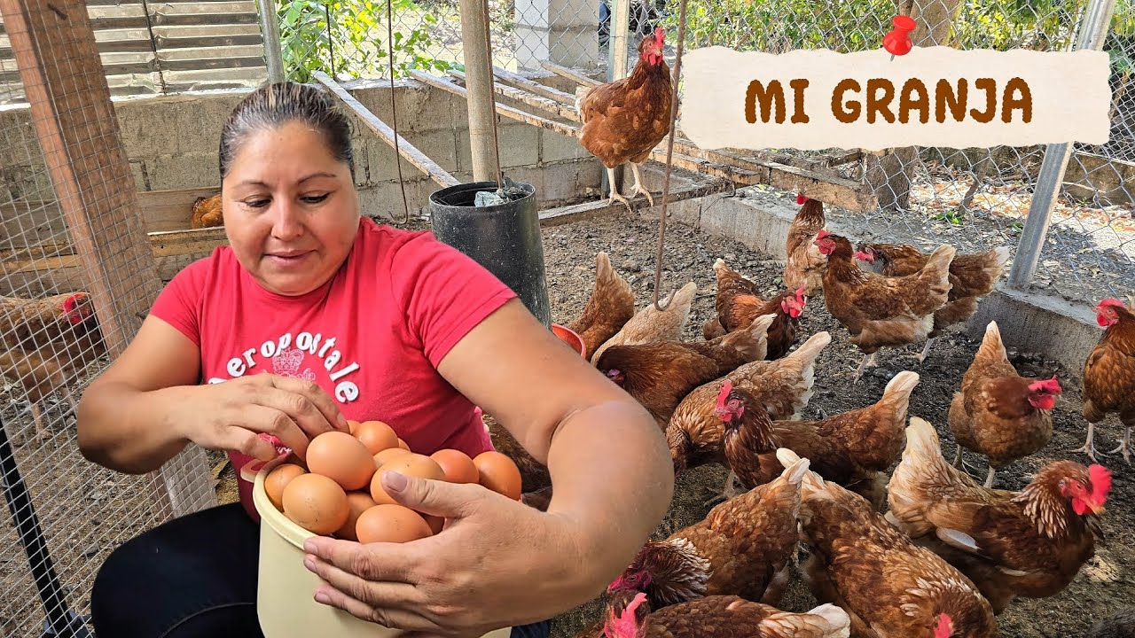 De esto vivo en El Salvador: Limpieza de gallinero y recolección de huevos 🇸🇻