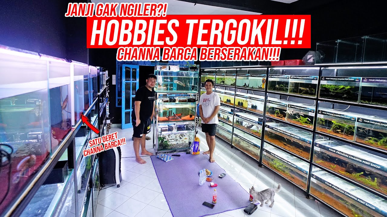 NIAT BANGET!!! GAK NYANGKA ADA HOBBIES KOLEKSI CHANNA BARCA & CHANNA UNIK SEBANYAK INI!!!