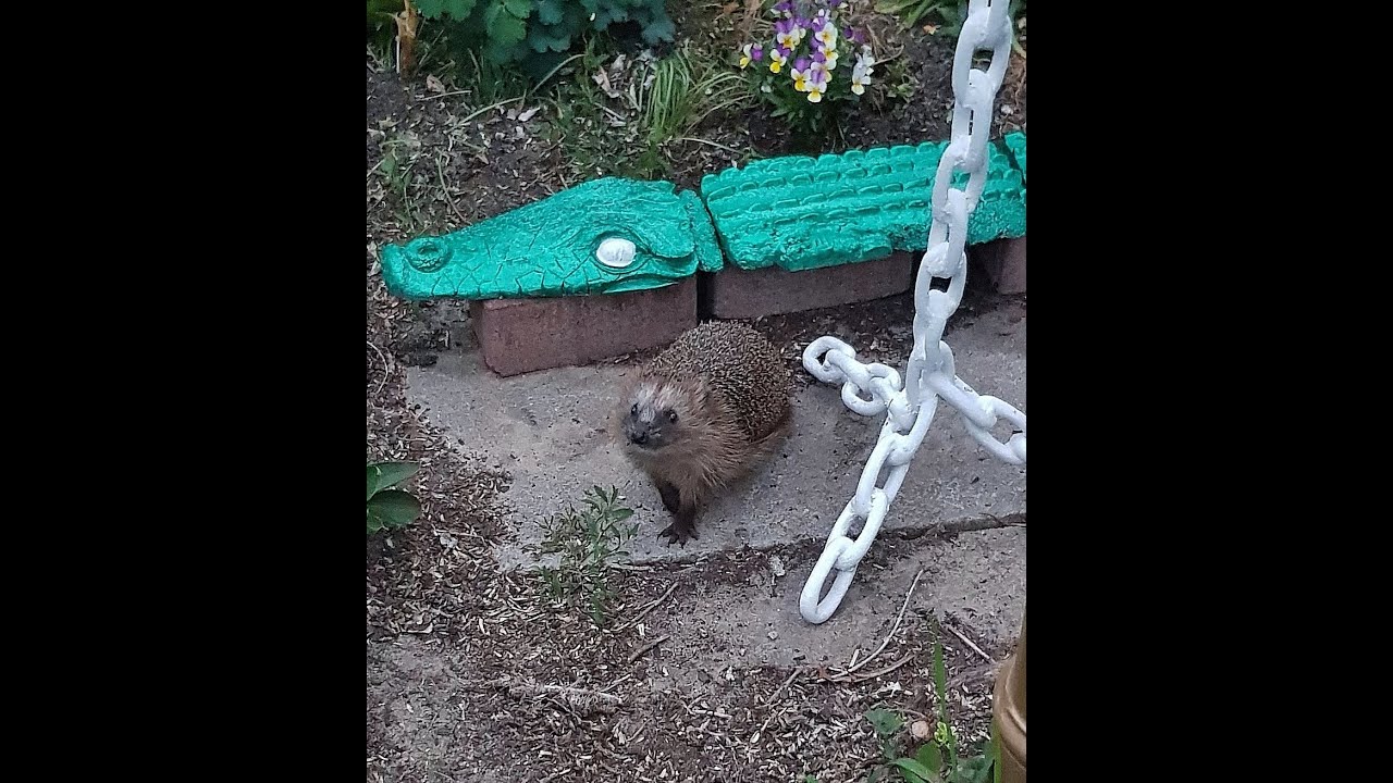 Gartenspitzmaus und ein kleiner Igel warten schon im Futterh&auml;uschen.