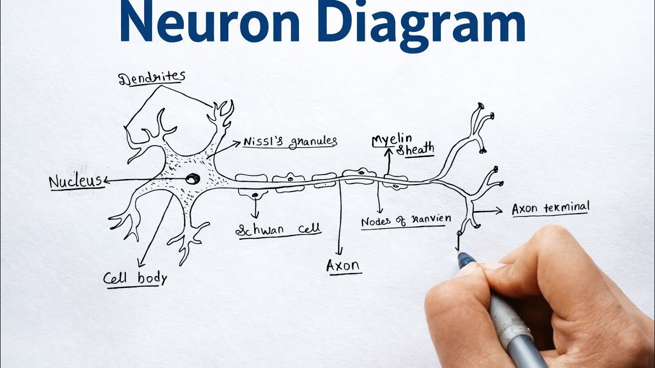 Neuron Diagram | Easy Biology Drawing | Class 10–12 | NEET 🧠