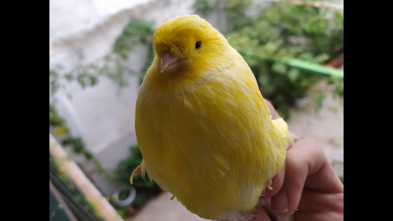 EL CANARIO MÁS GORDO QUE HE VISTO: Reflexiones sobre pájaros genéticamente obesos.