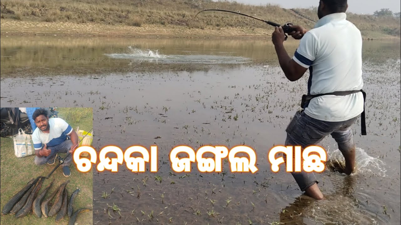 ଚନ୍ଦକା ଅଭୟାରଣ୍ୟରେ ହାତୀ ପରିକା ଶାଳ ମାଛ 😱📸🎣🎣🎣🎣#fishingvideo #chandanka