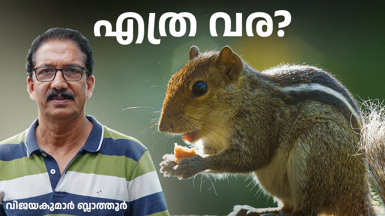അണ്ണാറക്കണ്ണാ വാ Facts to Make You Appreciate Squirrels 