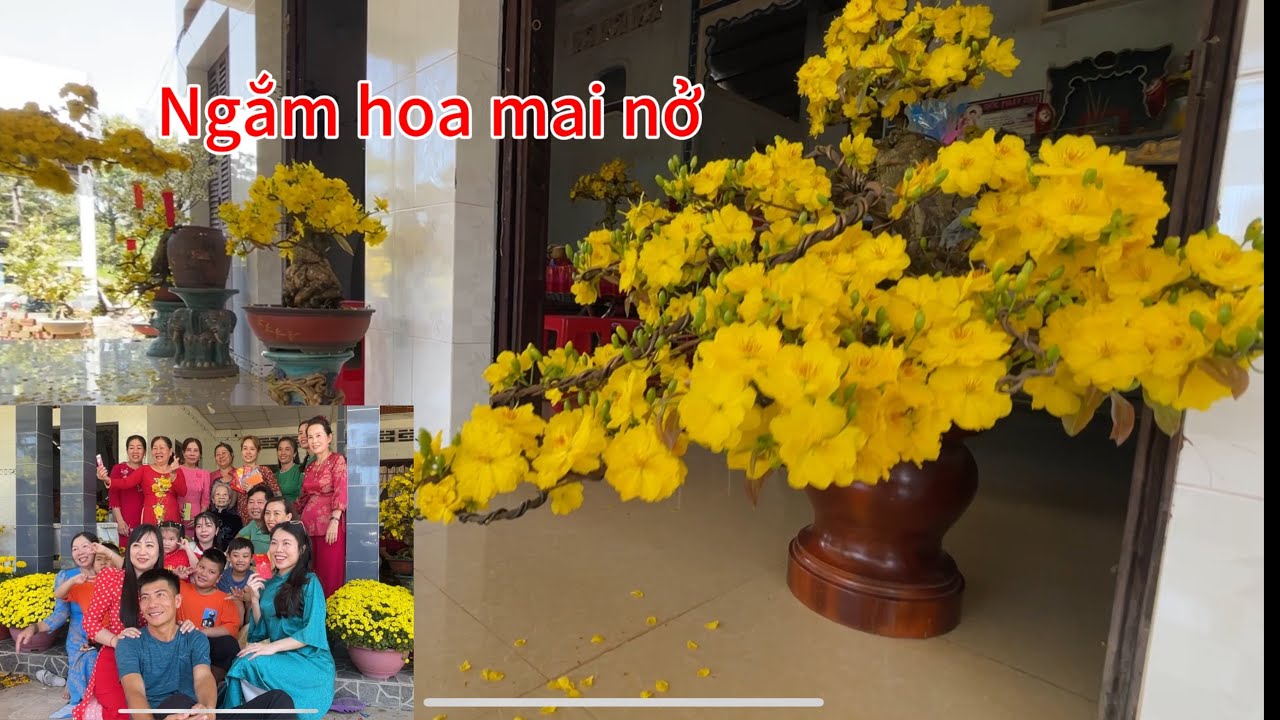 Mùng 3 ngắm hoa mai nở,con cháu xum vầy
