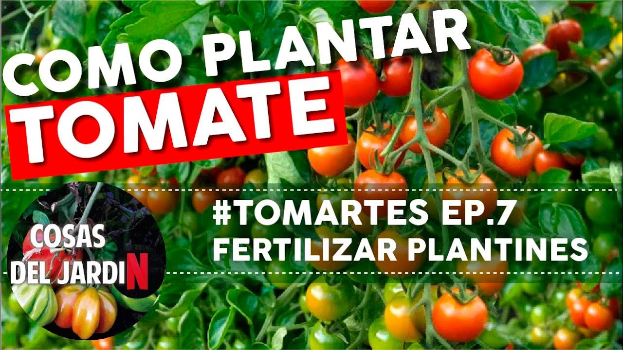 #TOMARTES EP. 7 - FERTILIZAR PLANTINES Y PREPARAR TIERRA PARA TRANSPLANTE