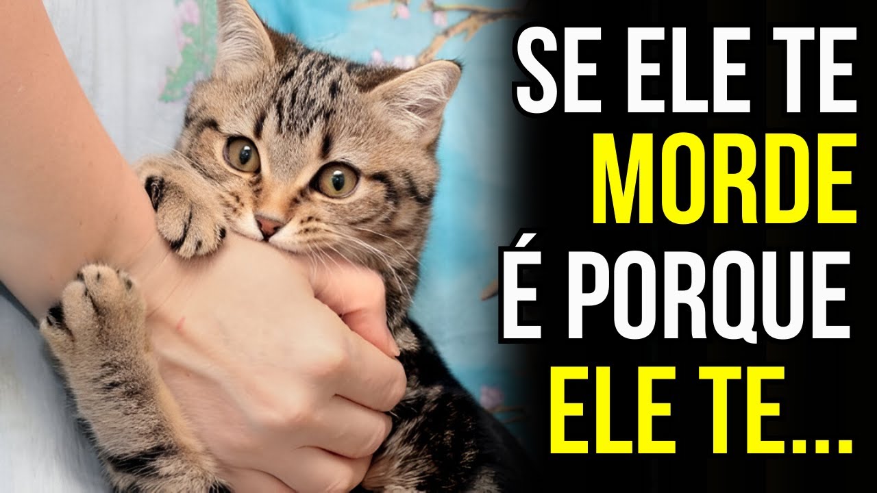 Sinto muito, mas se o seu gato NÃO faz isso... você NÃO é a pessoa favorita dele.