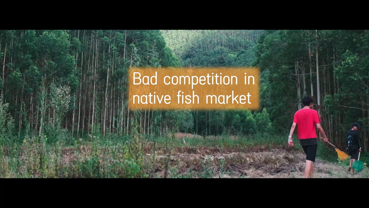 Bad competition in Asian native fish market/原生鱼源头市场的恶性竞争，在广西捕捉观赏鱼为生的人