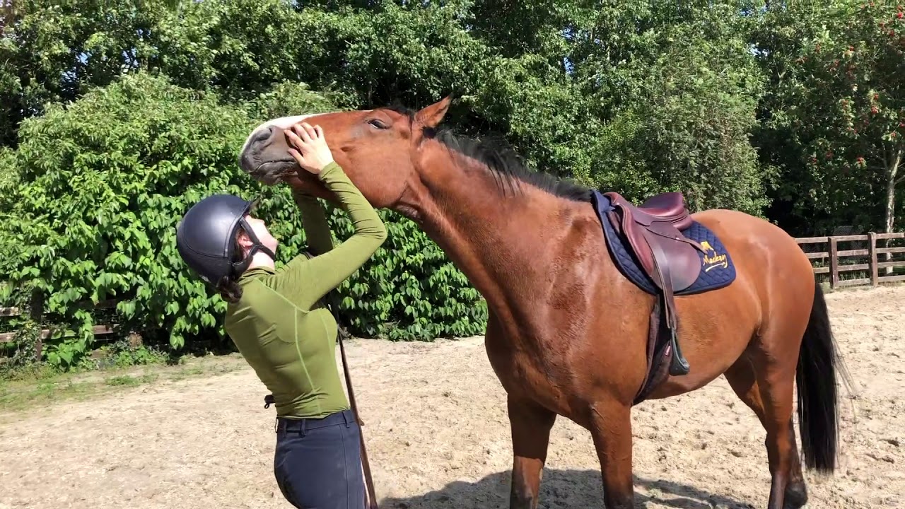 PROOF HORSES HATE BEING RIDDEN