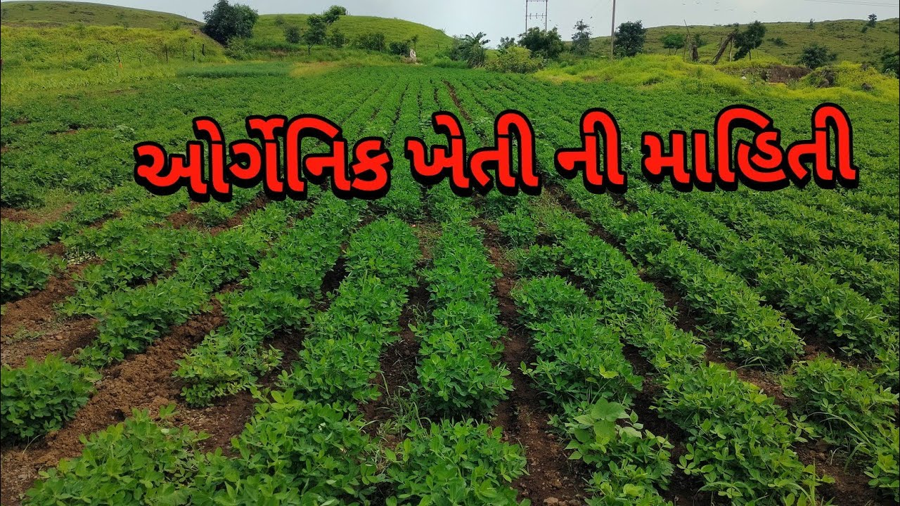 ઓર્ગેનિક ખેતીનિ માહિતી orgenic khetini માહિતી