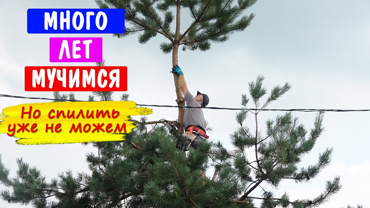 БЕРЕЗА И СОСНА на участке. Что имеем через несколько лет?