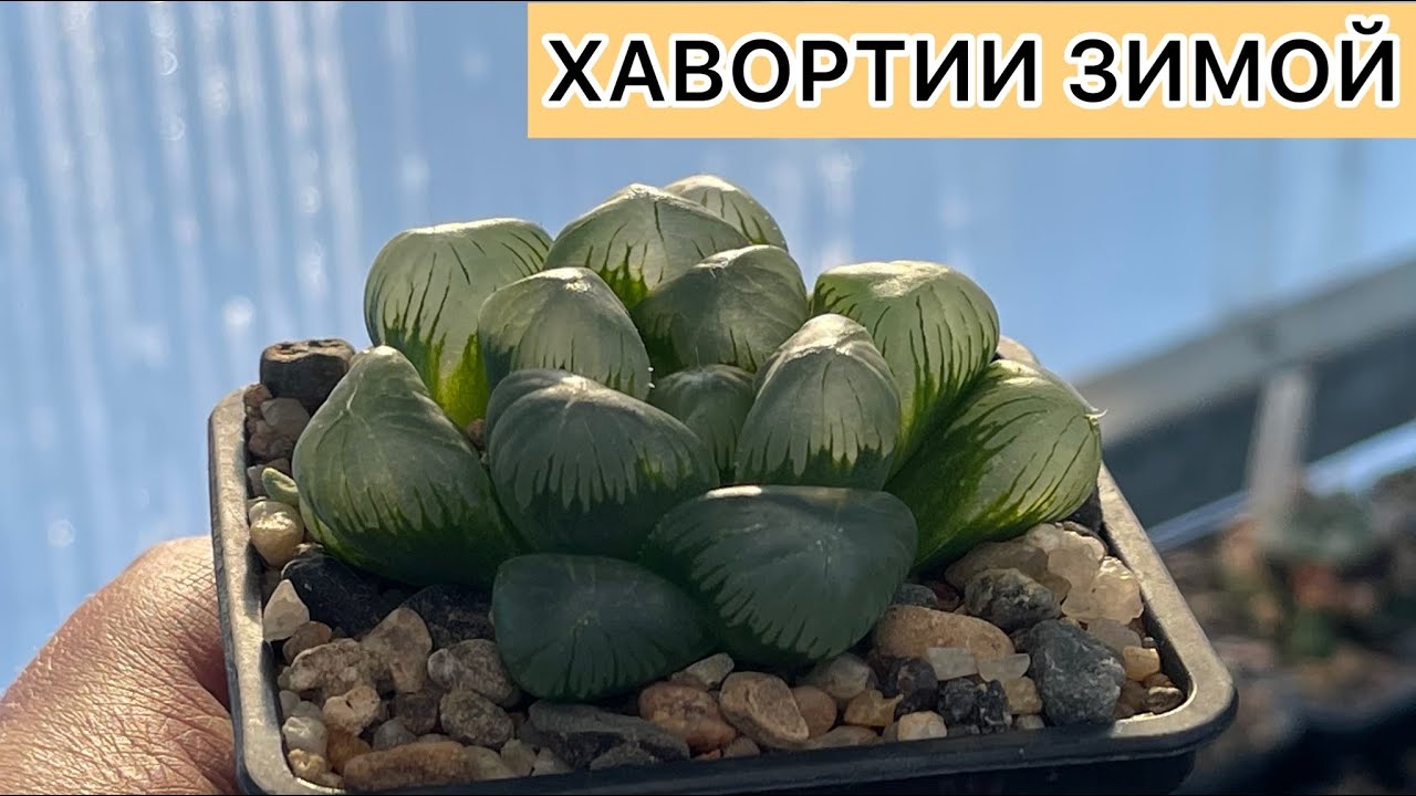 Как растут Хавортии зимой без досветки. Haworthia