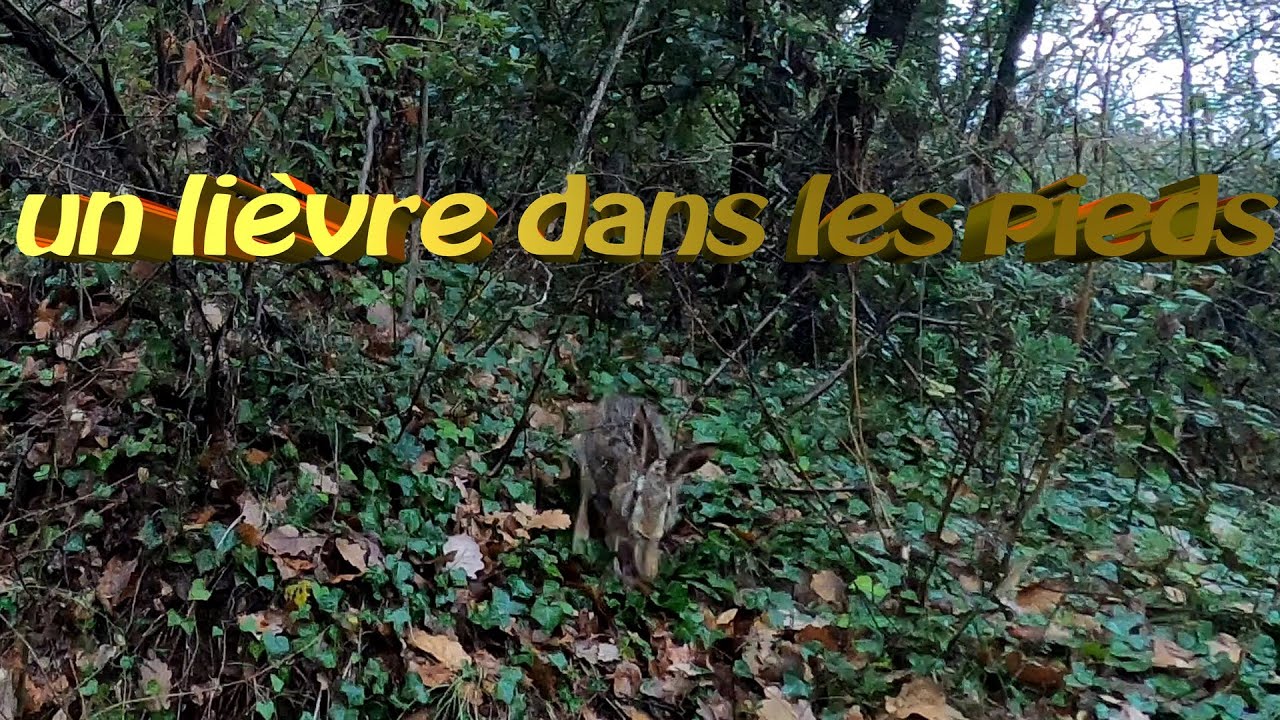 Un lièvre dans les pieds !