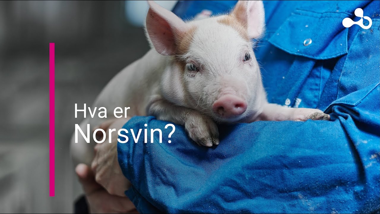 2.1 Hva er Norsvin?