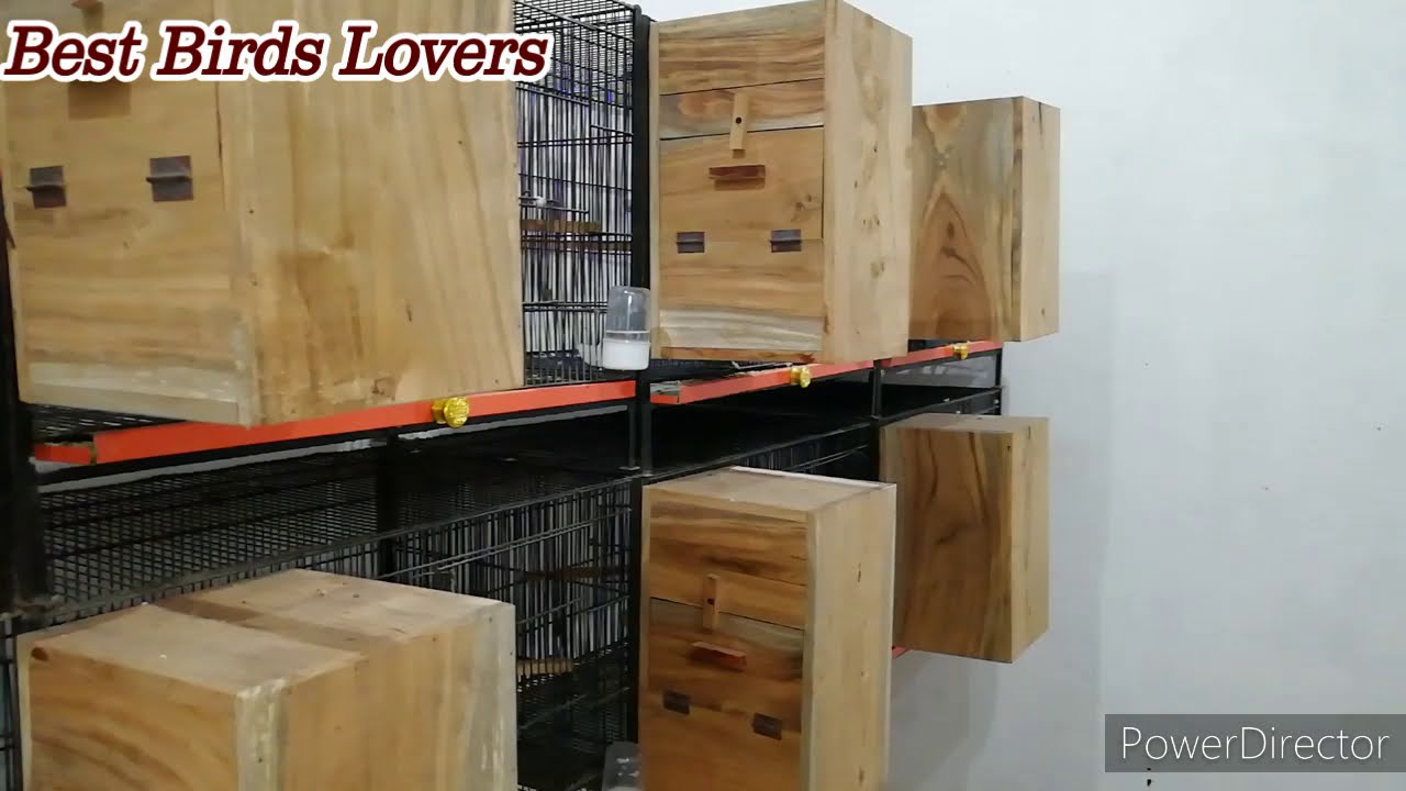 Green Ringneck Breeding Tips & Softfood @bestbirdslovers