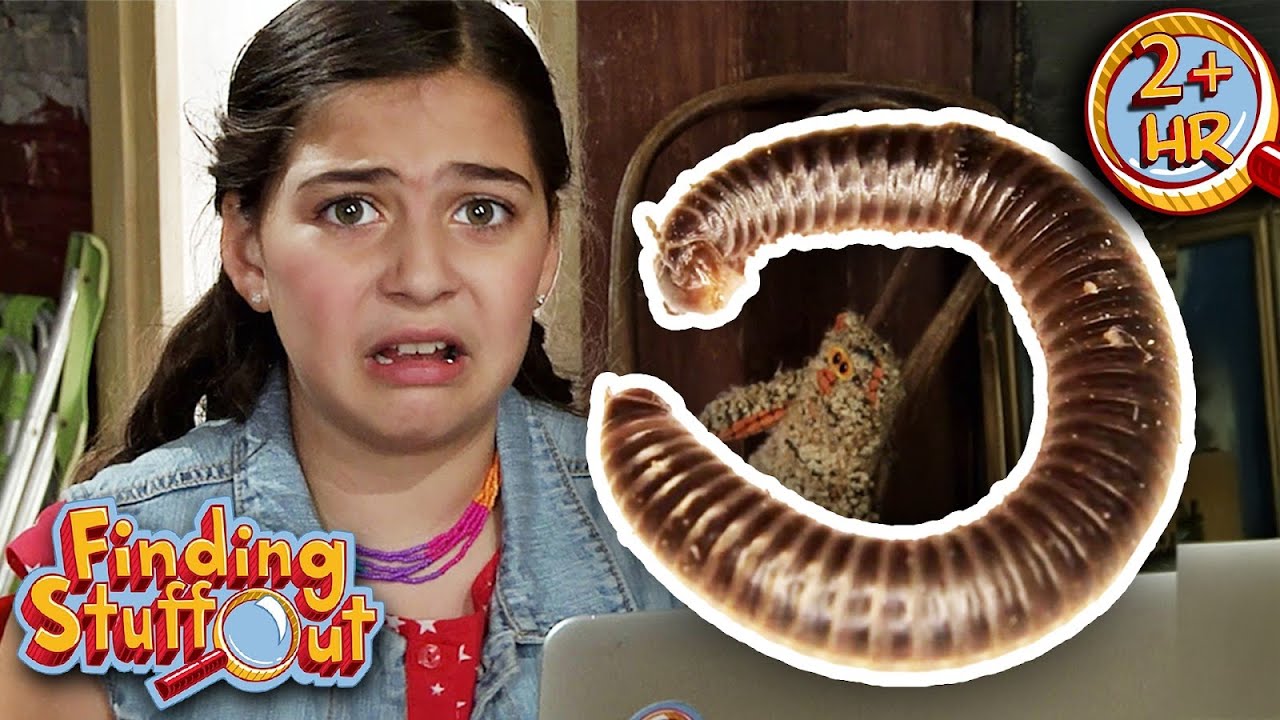 Can Animals Be Evil? The World&rsquo;s Creepiest Creatures | Finding Stuff Out | 9 Story Fun