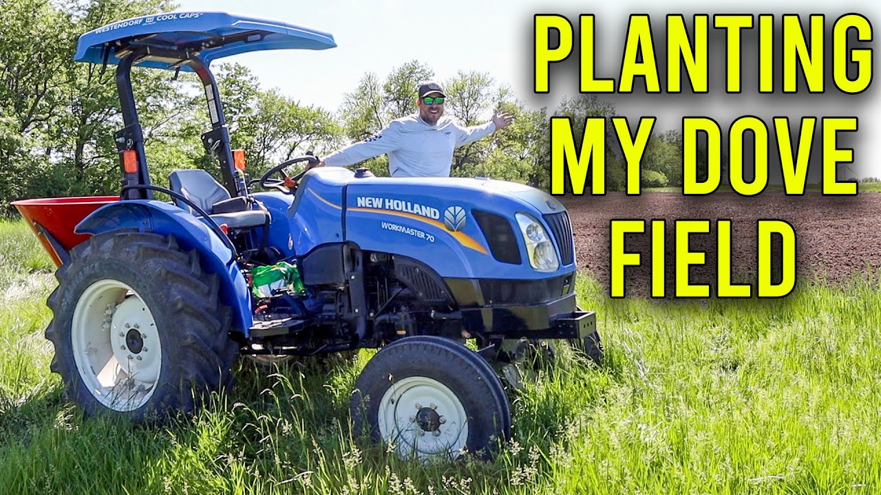 Planting Sunflowers For Dove Hunting