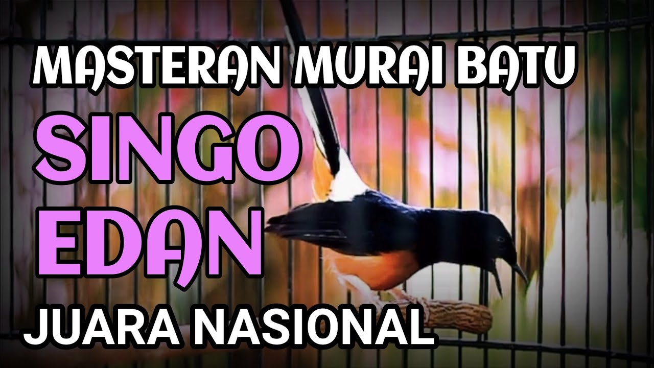 masteran murai batu singo edan juara 1 nasional 2024 piala raja
