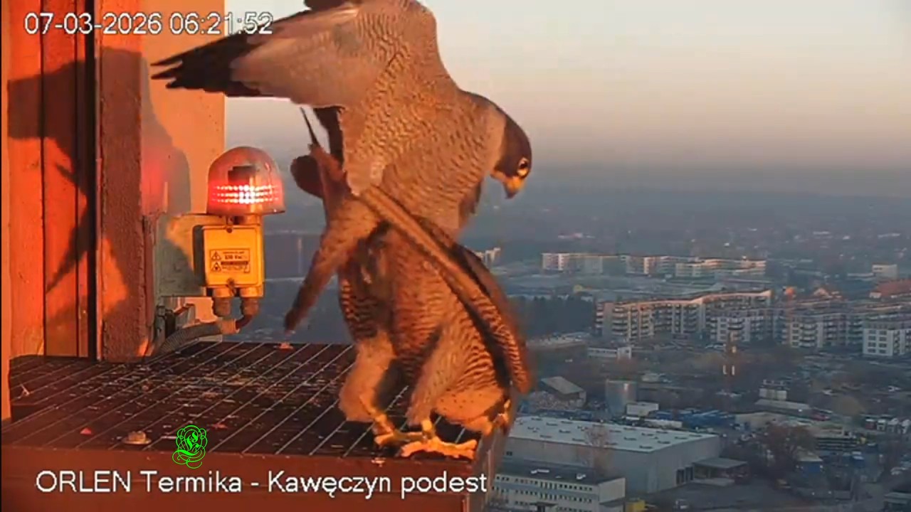Czarnooka i Apasz zalężanie 2026 03 07 sokół wędrowny Wwa kawczyn