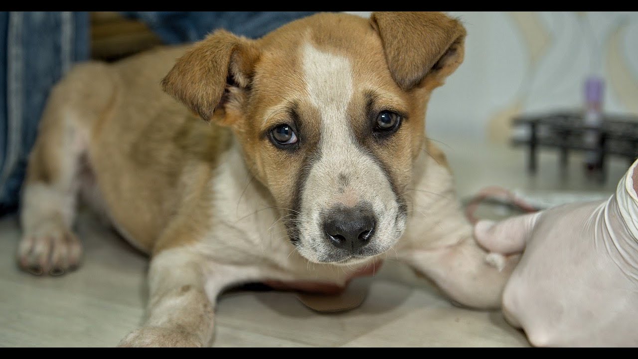 This Sad Poor little Puppy Will Make Your Heart Melt!