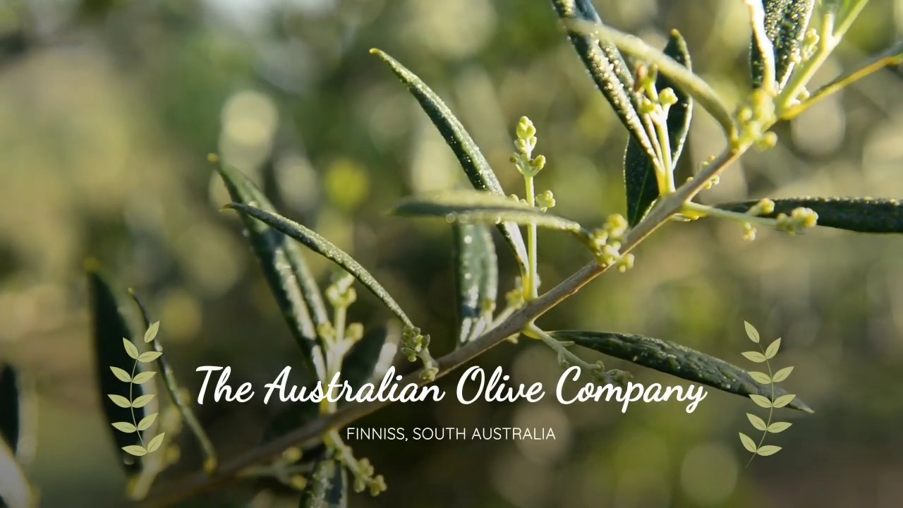 &lsquo;Australian Olive Company&rsquo;, Finniss, South Australia