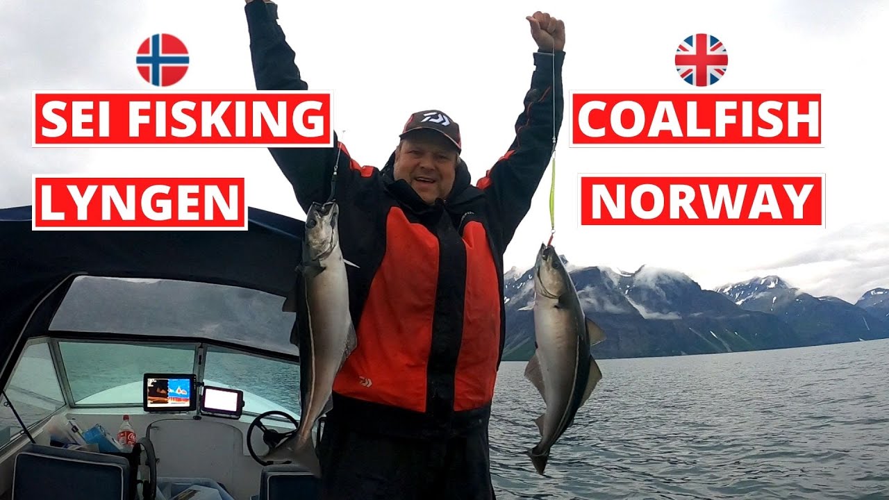 Coalfish in Lyngen, Norway / Sei i Lyngen