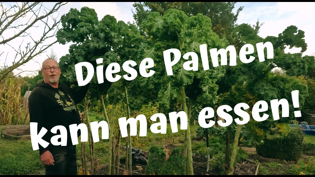 Unsere Rekordtomate / Peperoni süß-sauer einlegen / deftiger Grünkohl, so schmeckt er uns am Besten