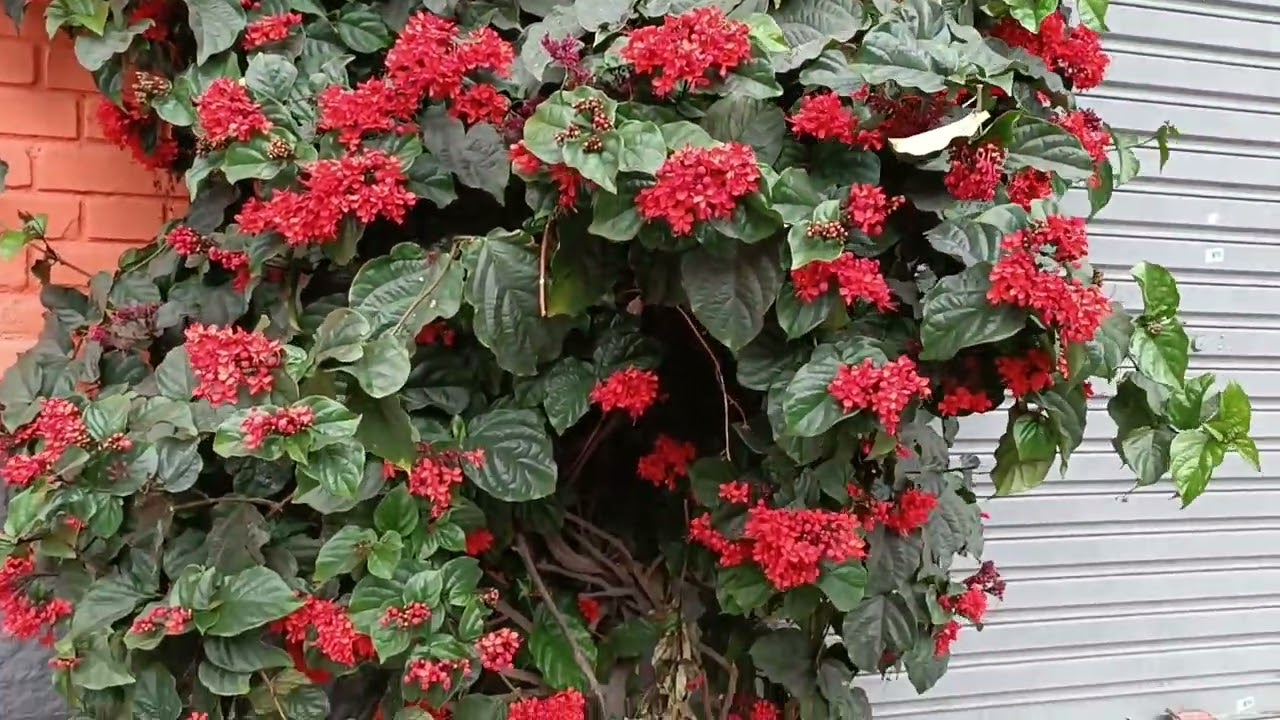 Clerodendro-vermelho também conhecido como erodendro e clerodendro-trepado. Клеродендрум блестящий.