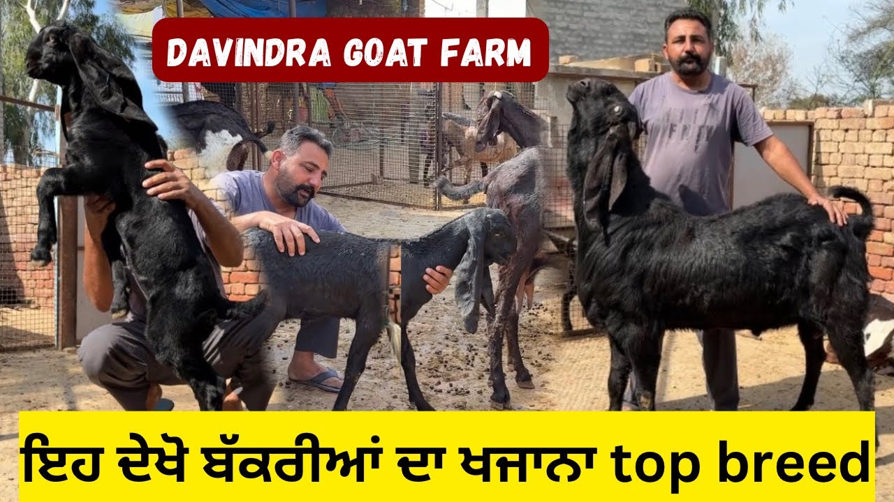 ਦੇਖੋ ਬੱਕਰੀਆਂ ਦੀ ਬਲੱਡ ਲਾਈਨ ਦਾ ਖਜਾਨਾ top breed goat || Davindra goat farm