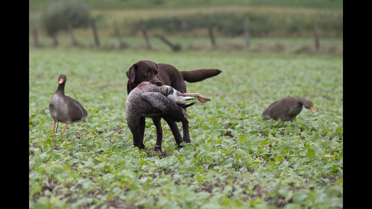 G&auml;nsejagd mit dem Team Kr&auml;henjagd -  eu