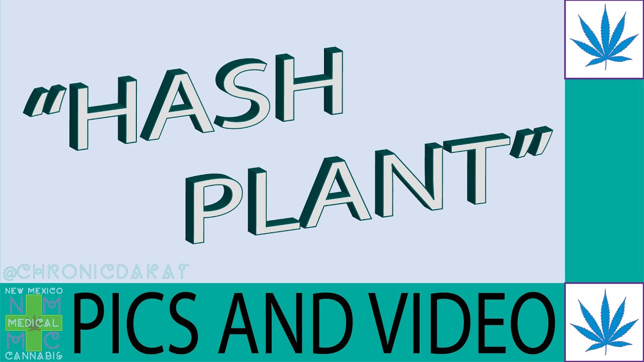 Hash Plant - Strain - Pictures and Video - No Review