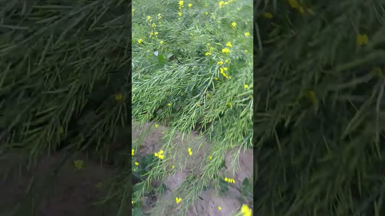 सरसों कि फसल का घर पर बीज कैसे तैयार करें 