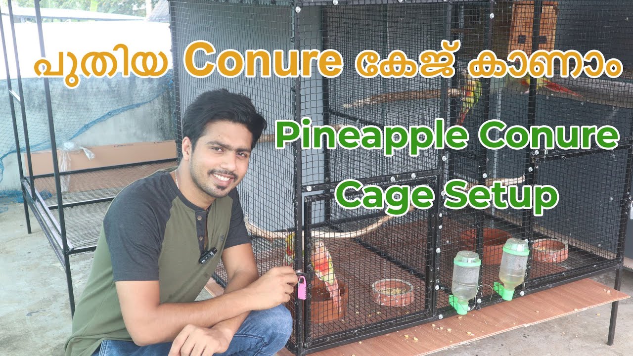 പുതിയ Pineapple Conure കേജ്‌ കാണാം | Pineapple Conure Cage Size Setup | Saifudheen Mak