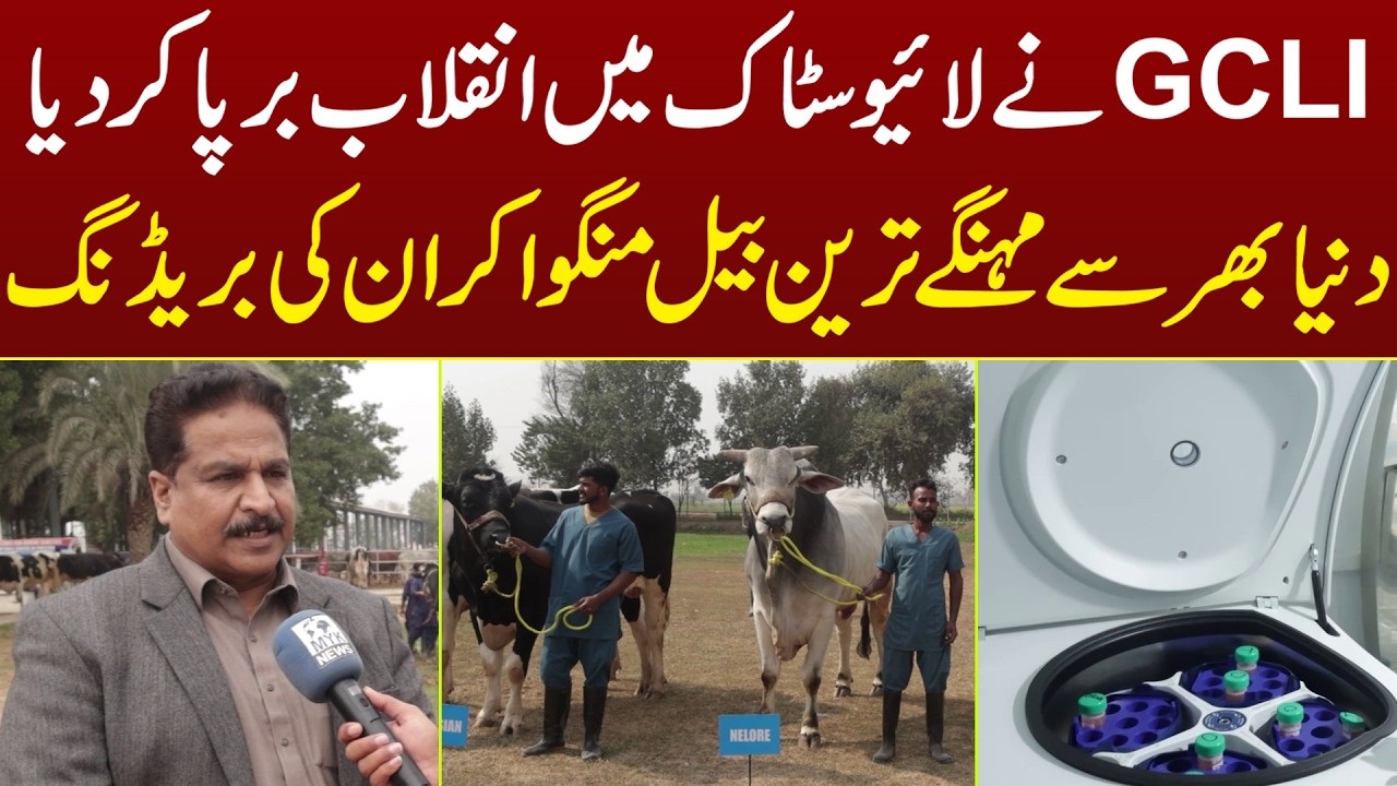 GCLI Ne Live Stock Me Inqlab Barpa Kar Diya Dunya Ke Mehnge Tareen Bail Mangwa Kar In Ki Breeding