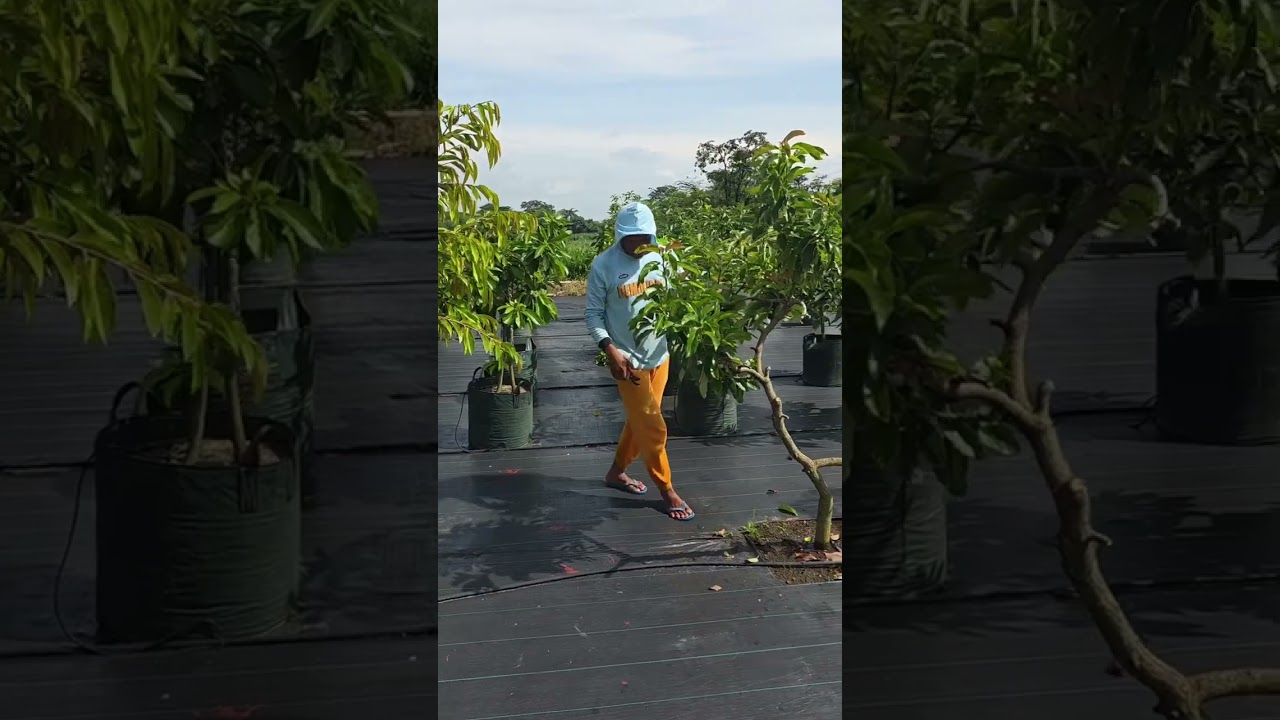 PRUNING LEBIH AWAL