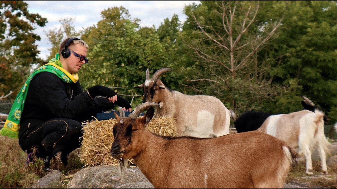 DJING WITH GOATS